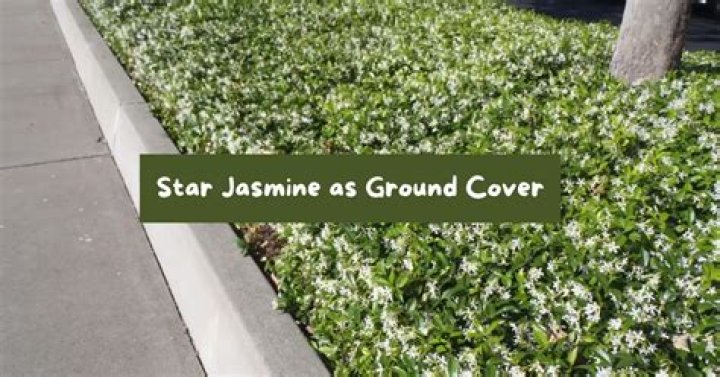 Can star jasmine be used as a groundcover