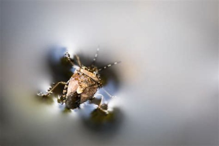 Can stink bugs swim underwater