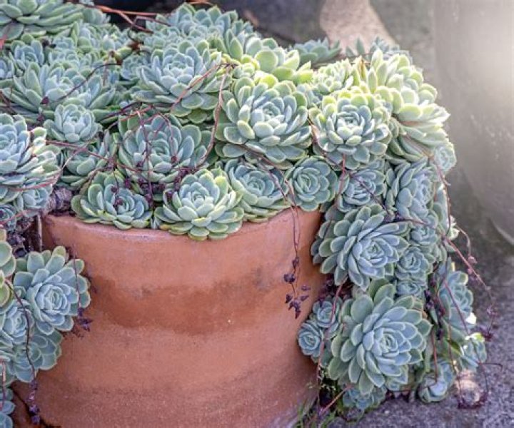 Can succulents grow in Houston