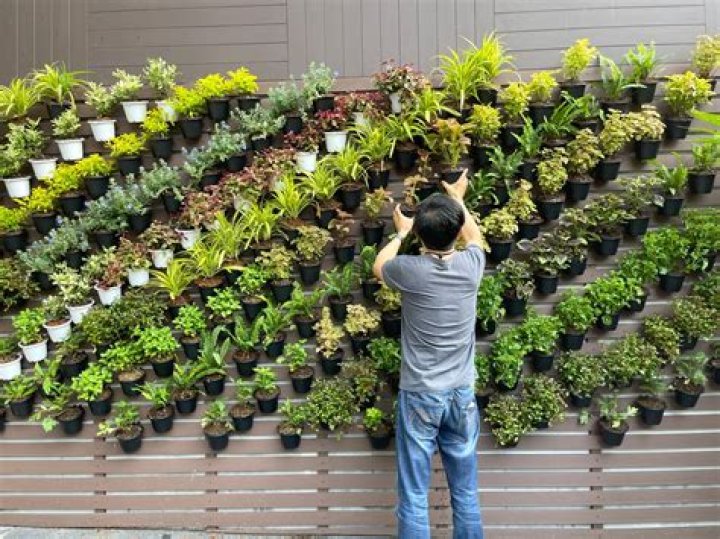 Can succulents grow vertically