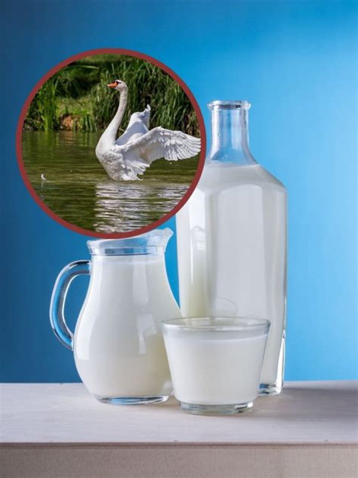 Can Swans separate water and milk