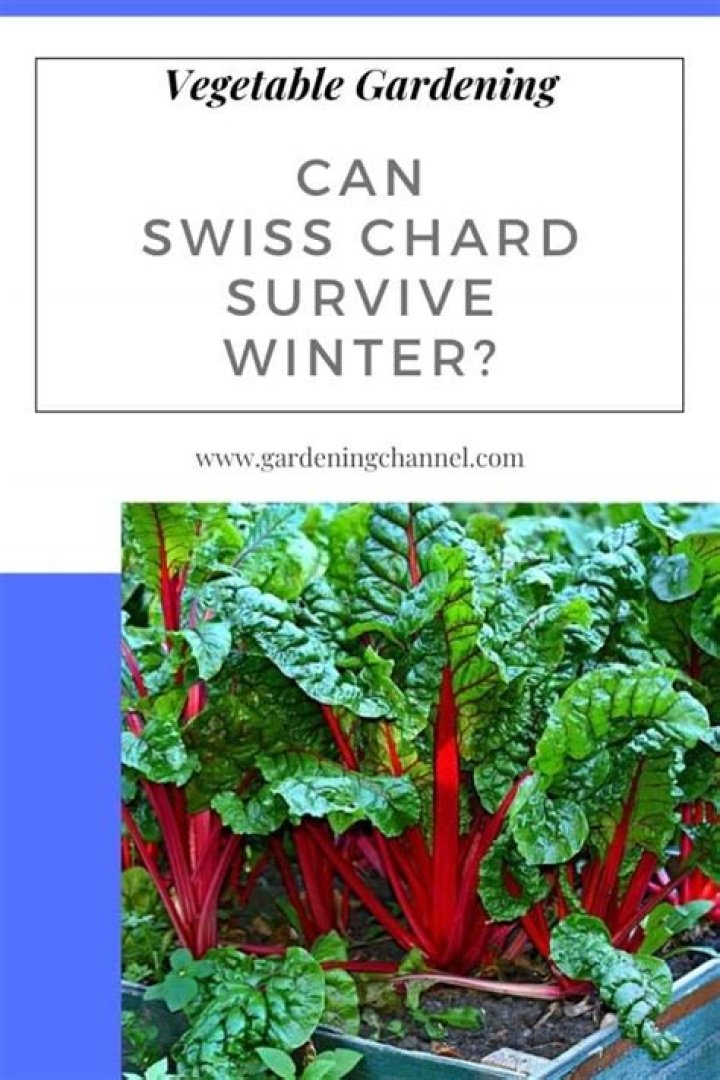 Can Swiss chard survive winter
