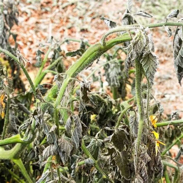 Can tomato plants survive 40 degree weather