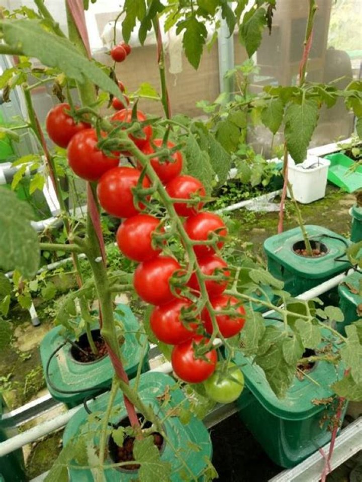 Can tomatoes grow in saltwater