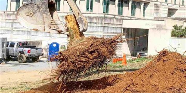 Can tree roots damage foundations