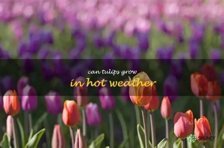 Can tulips grow in hot weather