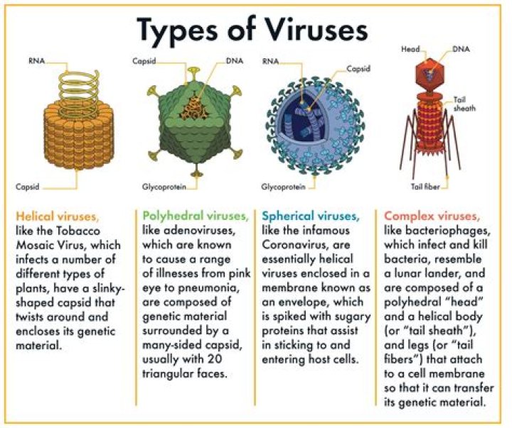 Can viruses survive in alcohol