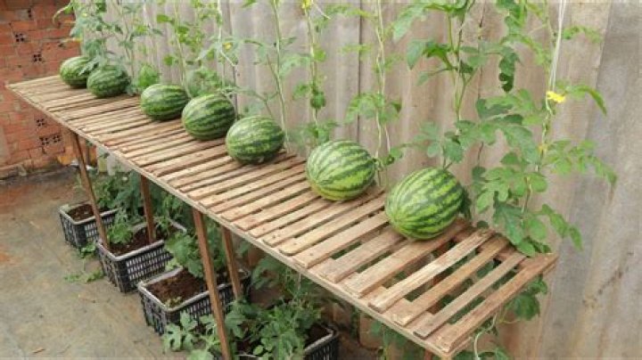 Can watermelon grow vertically