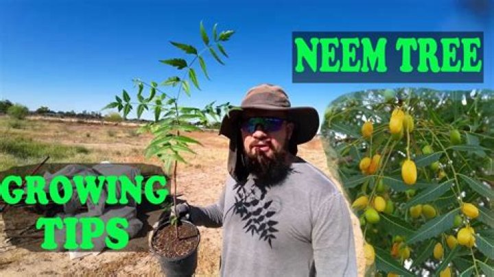 Can we grow neem tree at home