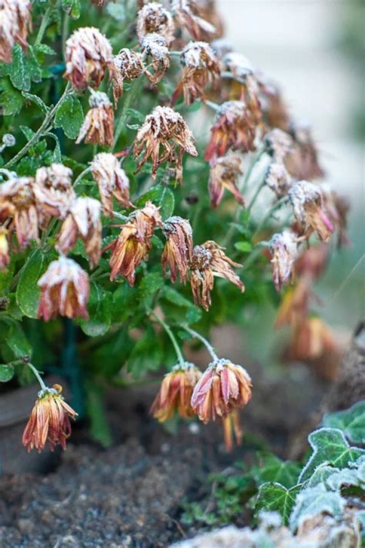 Can wilted mums be saved