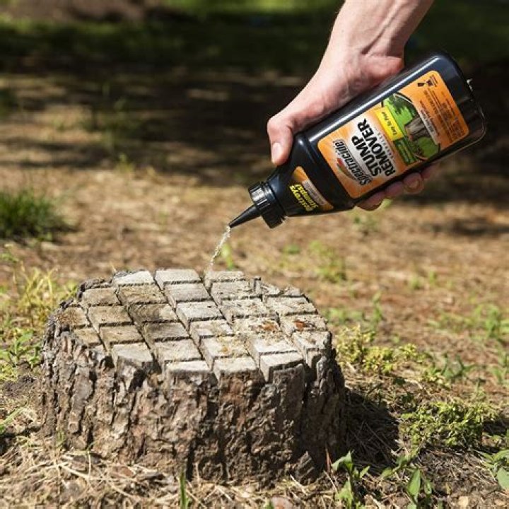 Can you burn a palm tree stump