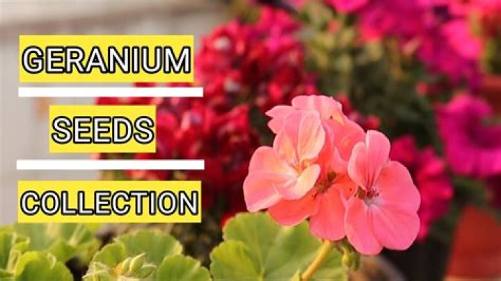 Can you buy geranium seeds