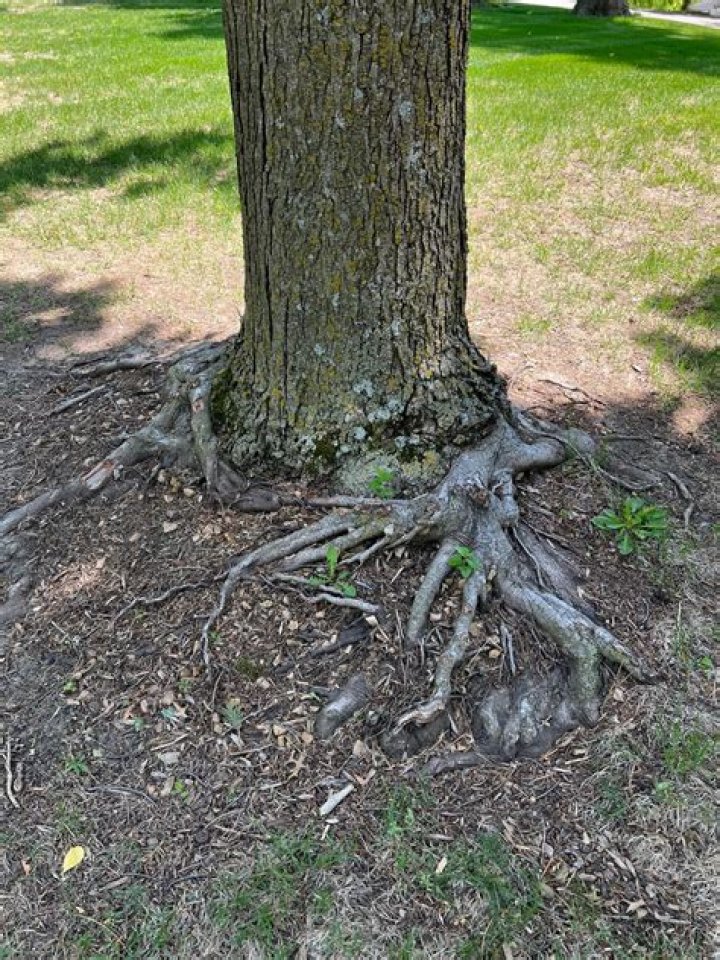 Can you cover maple tree roots