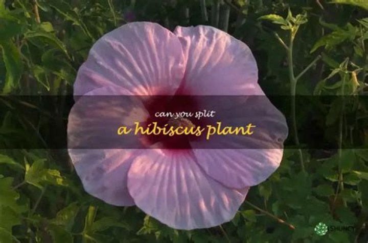 Can you divide hibiscus plants