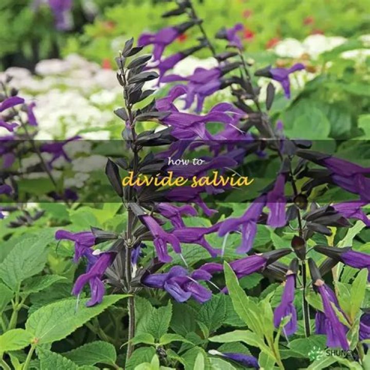Can you divide Salvia nemorosa