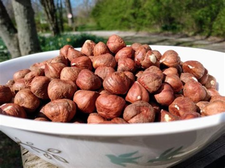 Can you eat American hazelnuts