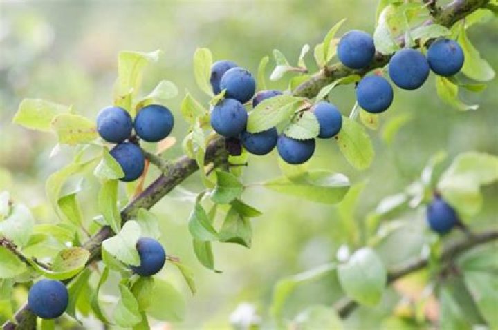 Can you eat blackthorn berries