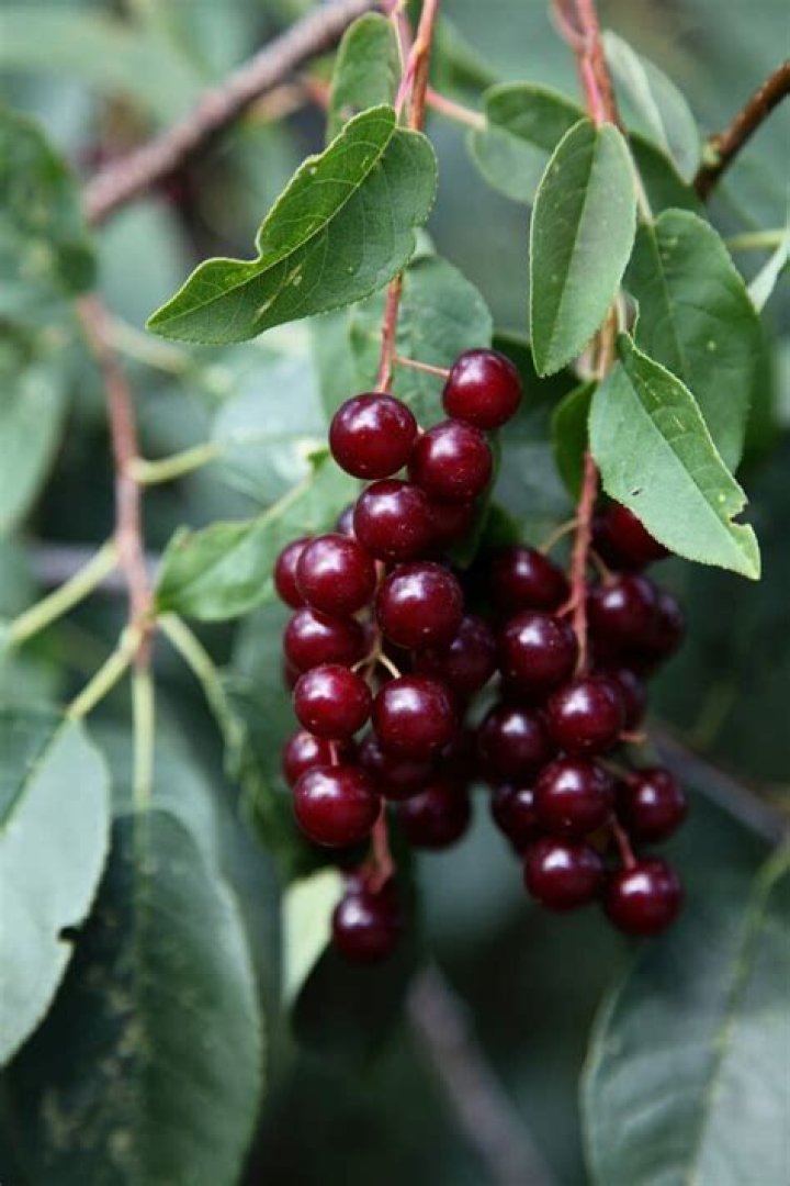 Can you eat chokecherry leaves