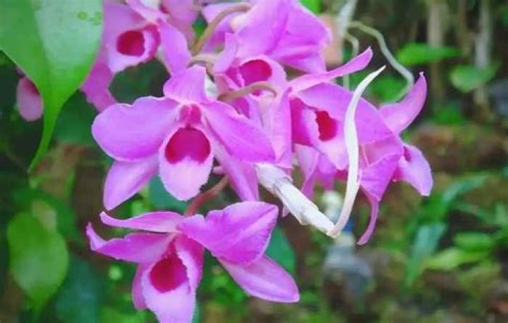 Can you eat dendrobium orchids
