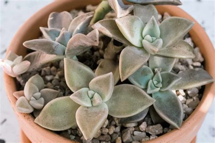 Can you eat ghost plant succulent