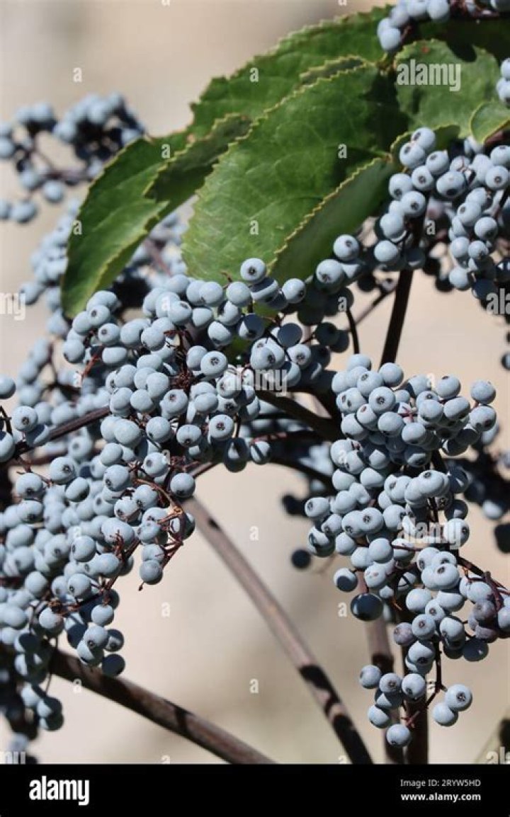 Can you eat Mexican elderberry