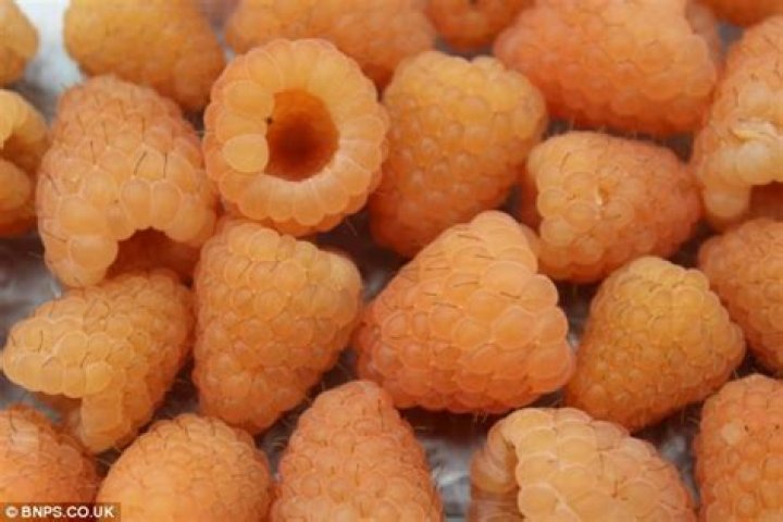 Can you eat orange raspberries