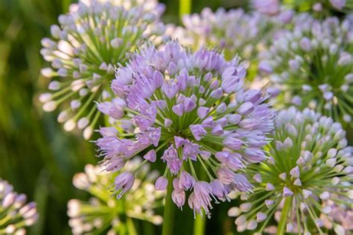 Can you eat ornamental alliums