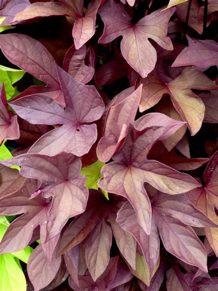 Can you eat ornamental sweet potato vine