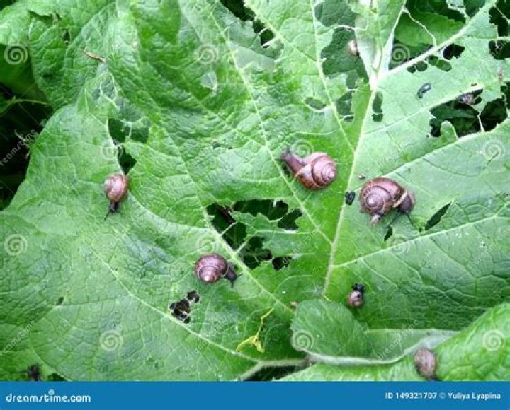 Can you eat the leaves of burdock
