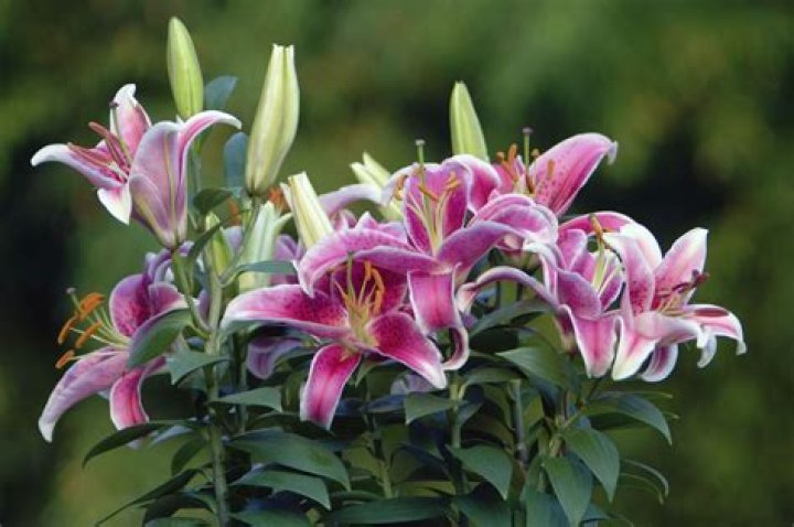 Can you eat tiger lily flowers