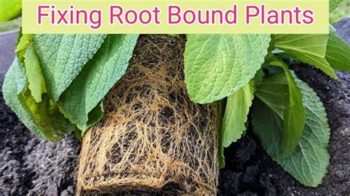 Can you fix a root bound tree