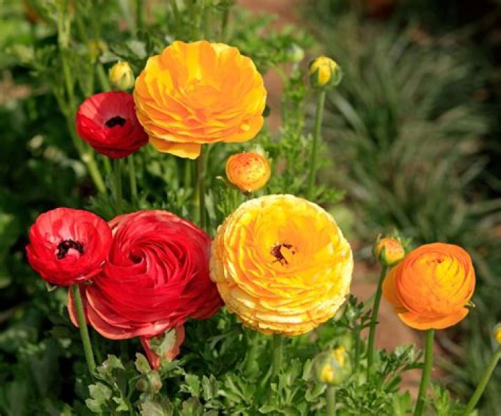 Can you force Ranunculus bulbs
