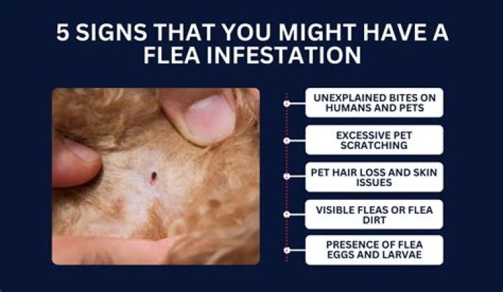 Can you get fleas from the garden