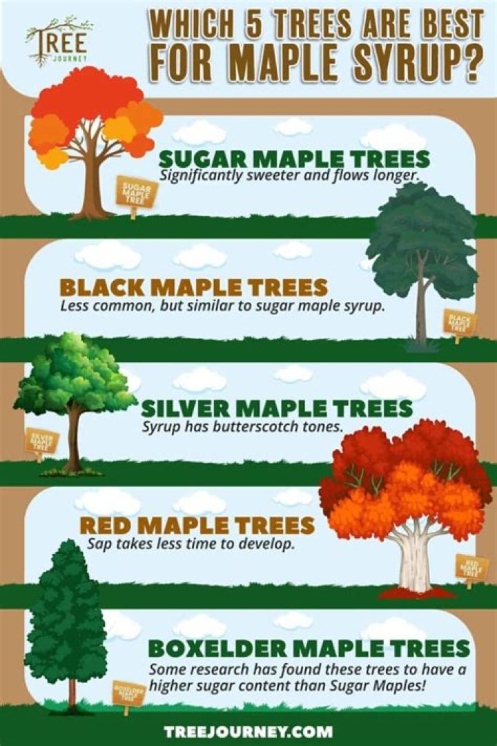 Can you get syrup from red maples