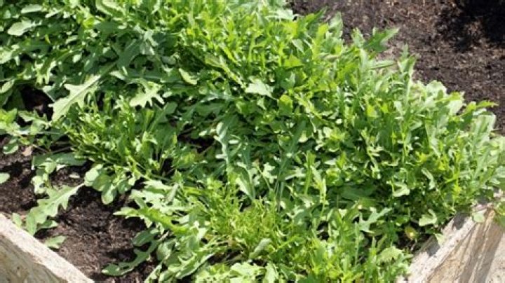 Can you grow arugula in summer