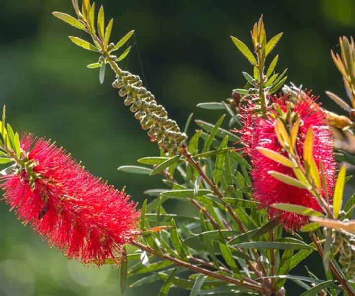 Can you grow bottlebrush in shade