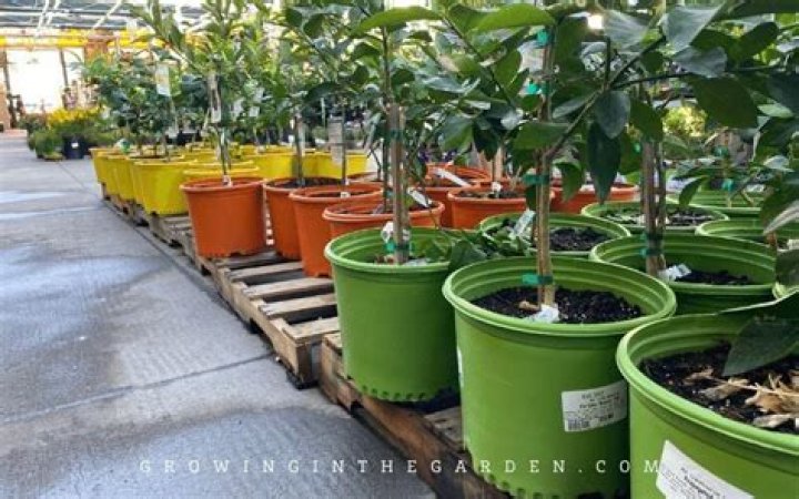 Can you grow citrus in Atlanta