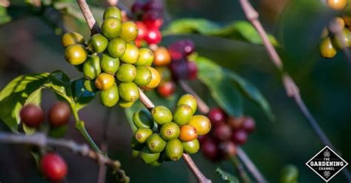 Can you grow coffee in America