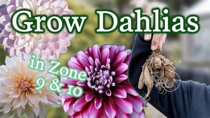 Can you grow dahlias in Zone 9