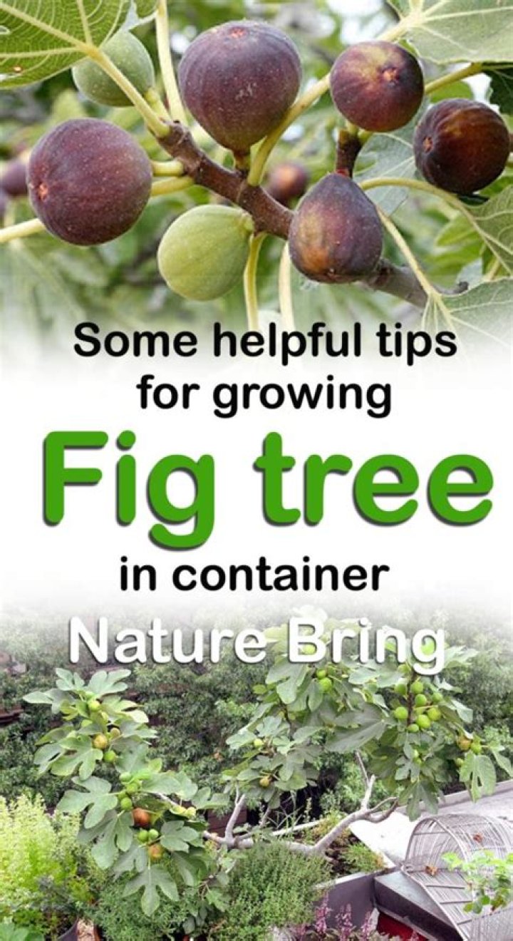 Can you grow fig trees in Georgia