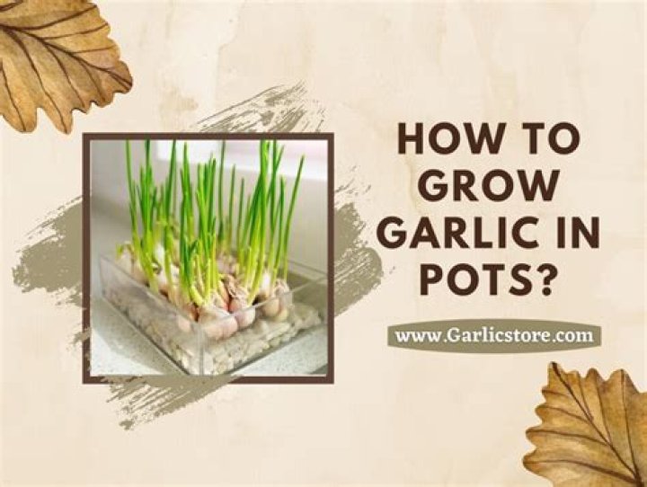 Can you grow garlic in pots UK