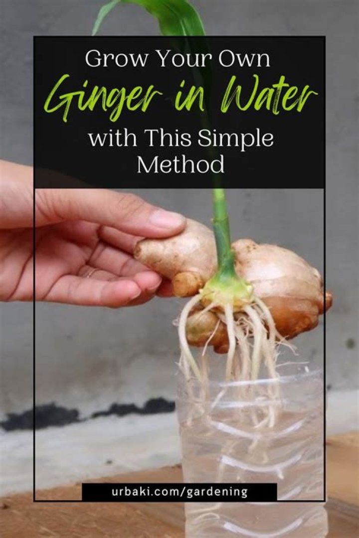 Can you grow ginger in just water