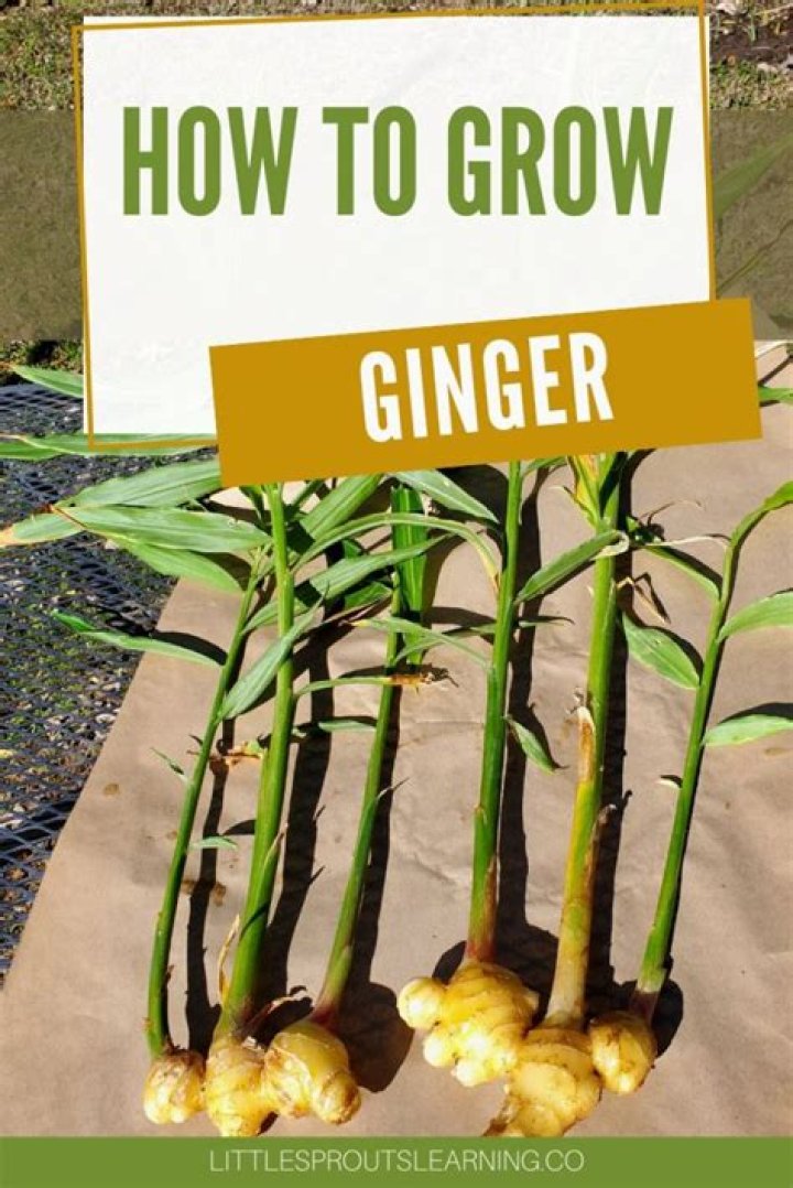 Can you grow ginger in the US
