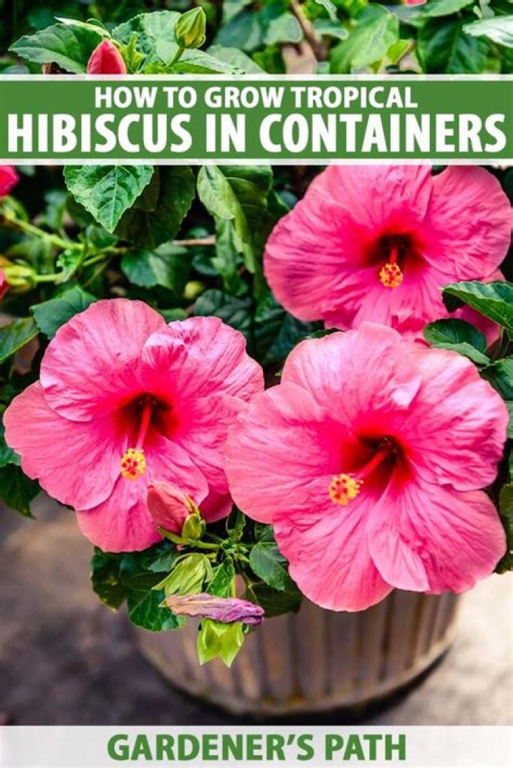 Can you grow hibiscus in Maine