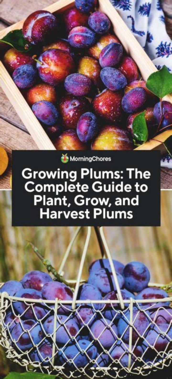 Can you grow plums from stones