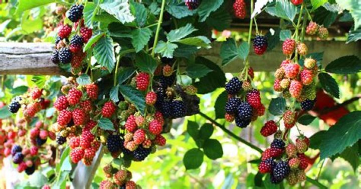 Can you grow wild blackberries