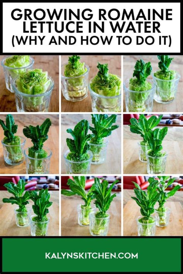 Can you grow your own romaine lettuce