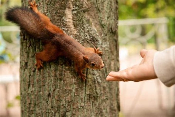 Can you have squirrel as a pet
