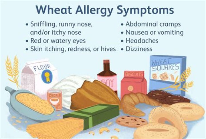 Can you have wheatgrass if allergic to wheat