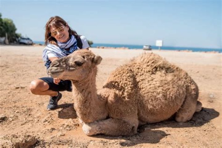 Can you keep a camel as a pet